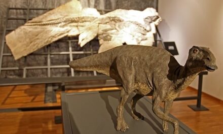 DAL 23 AL 26 LUGLIO ATTIVITÀ IN ITALIANO E INGLESE AL MUSEO CIVICO DI STORIA NATURALE DI TRIESTE “DINOSAURI DEL CARSO”: APPROFONDIMENTI E LABORATORI PER FAMIGLIE