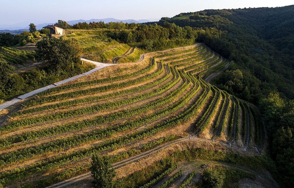 La Ponca: vini integri, espressione di luogo, coltura e carattere del Collio