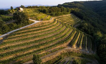 La Ponca: vini integri, espressione di luogo, coltura e carattere del Collio