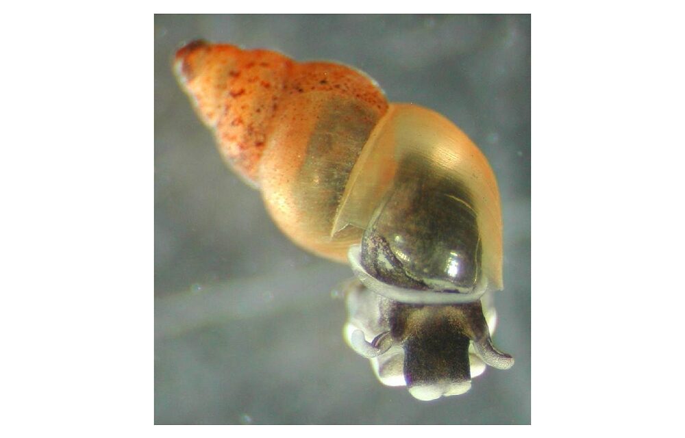 UNA LUMACA INVASIVA NEOZELANDESE SCOPERTA NELLA TRIESTE SOTTERRANEA
