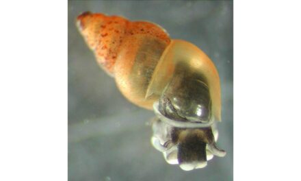 UNA LUMACA INVASIVA NEOZELANDESE SCOPERTA NELLA TRIESTE SOTTERRANEA