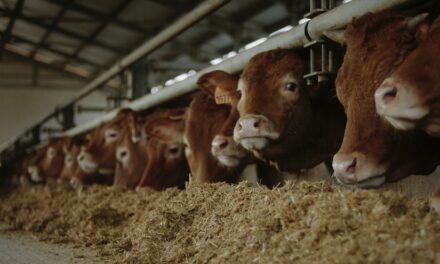 STALLE SPERIMENTALI, BIG DATA E “BLUBEEF”: L’UNIVERSITA’ DI PADOVA AL SERVIZIO DEGLI ALLEVATORI