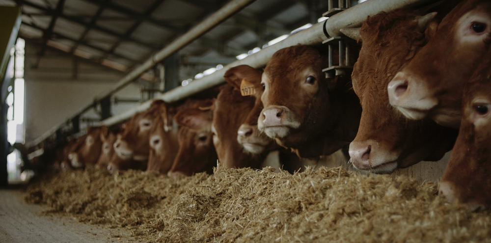 STALLE SPERIMENTALI, BIG DATA E “BLUBEEF”: L’UNIVERSITA’ DI PADOVA AL SERVIZIO DEGLI ALLEVATORI