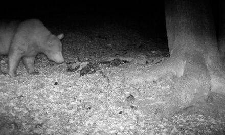 L’ORSO BRUNO IN EUROPA: LA DISTRIBUZIONE MODIFICATA DAI RAPPORTI TRA LE SPECIE E IL CAMBIAMENTO CLIMATICO IN UNO STUDIO DELL’UNIVERSITÀ DI UDINE