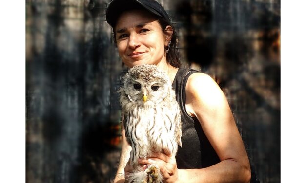 LIBERATO NEI BOSCHI DI VIENNA L’ALLOCCO DEGLI URALI NATO NELLA RISERVA NATURALE DEL LAGO DI CORNINO