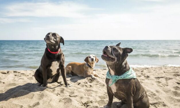 Vacanze open air con gli amici a quattro zampe: le migliori strutture pet friendly in Italia