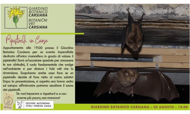 I pipistrelli del Carso al Giardino botanico Carsiana