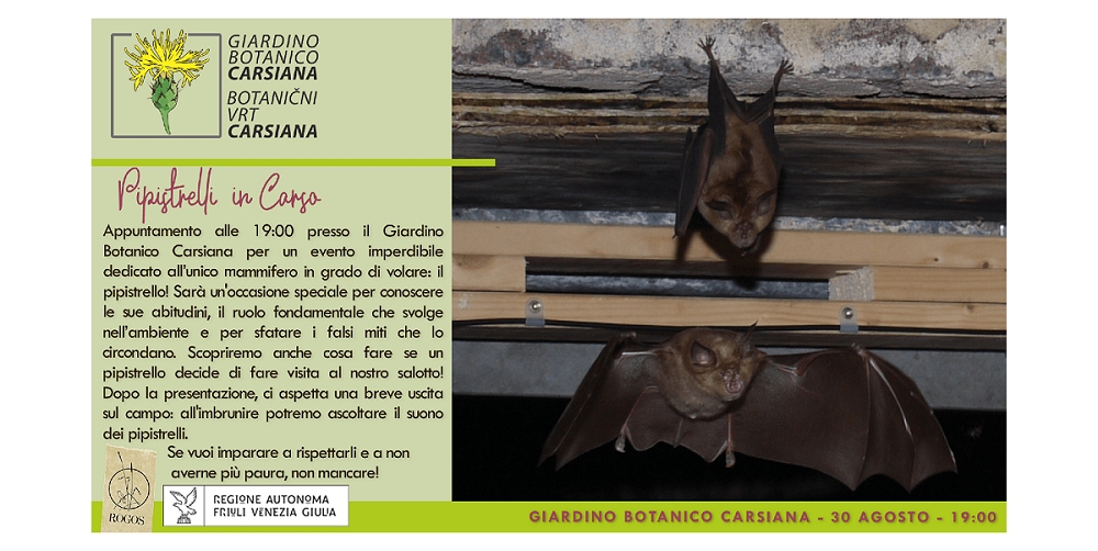 I pipistrelli del Carso al Giardino botanico Carsiana