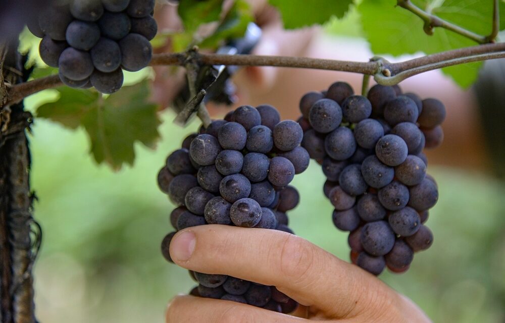 DOC DELLE VENEZIE: AL VIA LA VENDEMMIA 2025