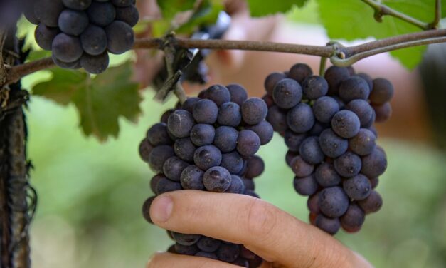 DOC DELLE VENEZIE: AL VIA LA VENDEMMIA 2025