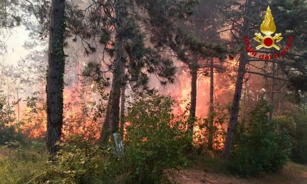 INCENDIO BOSCHIVO IN ZONA MONFALCONE