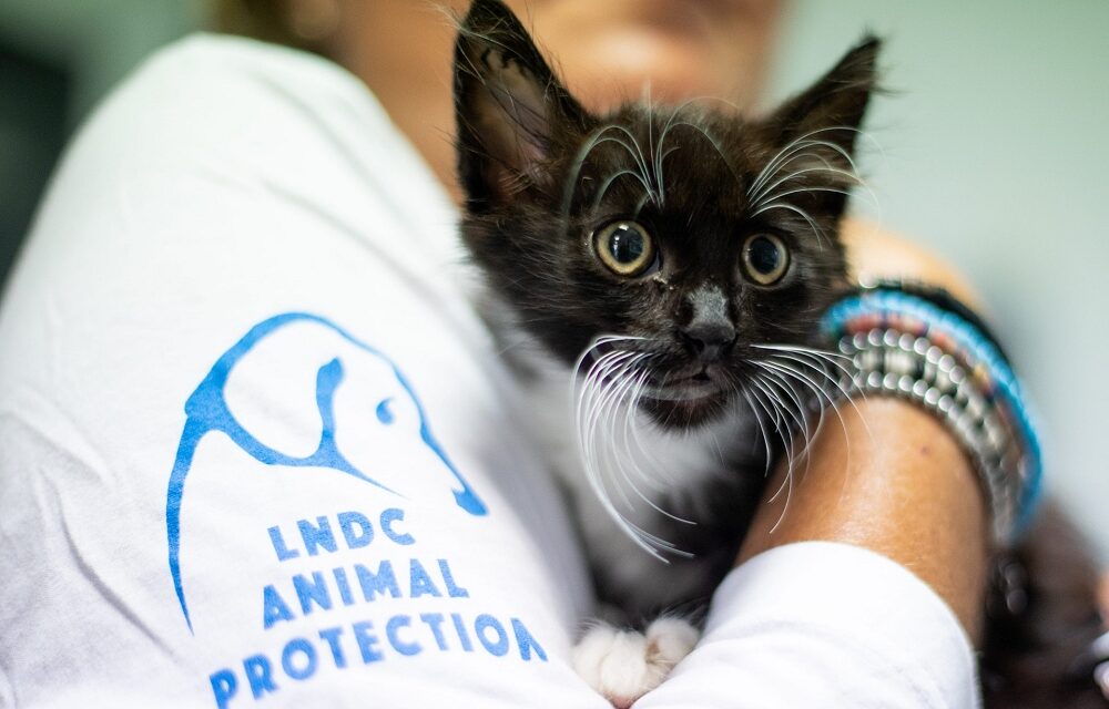 ABBANDONI ESTIVI E ANIMALI SELVATICI IN DIFFICOLTÀ.  ECCO I CONSIGLI DI LNDC ANIMAL PROTECTION