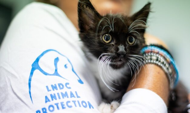 ABBANDONI ESTIVI E ANIMALI SELVATICI IN DIFFICOLTÀ.  ECCO I CONSIGLI DI LNDC ANIMAL PROTECTION