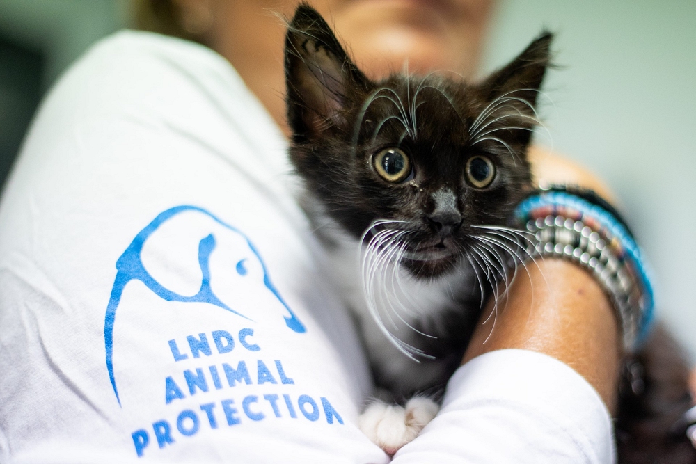 ABBANDONI ESTIVI E ANIMALI SELVATICI IN DIFFICOLTÀ.  ECCO I CONSIGLI DI LNDC ANIMAL PROTECTION