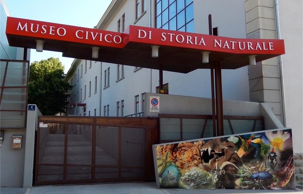 AL MUSEO CIVICO DI STORIA NATURALE MERCOLEDÌ 27, GIOVEDÌ 28, VENERDÌ 29 E SABATO 30 AGOSTO DALLE ORE 10.30 ALLE ORE 12.30 APPROFONDIMENTI SUI DINOSAURI DEL CARSO, ANCHE IN LINGUA INGLESE