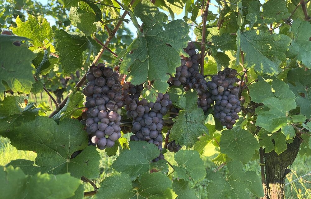 Cantina Ramuscello e previsioni di vendemmia: quantità di uva nella norma e stato fitosanitario buono
