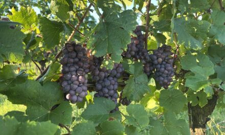 Cantina Ramuscello e previsioni di vendemmia: quantità di uva nella norma e stato fitosanitario buono