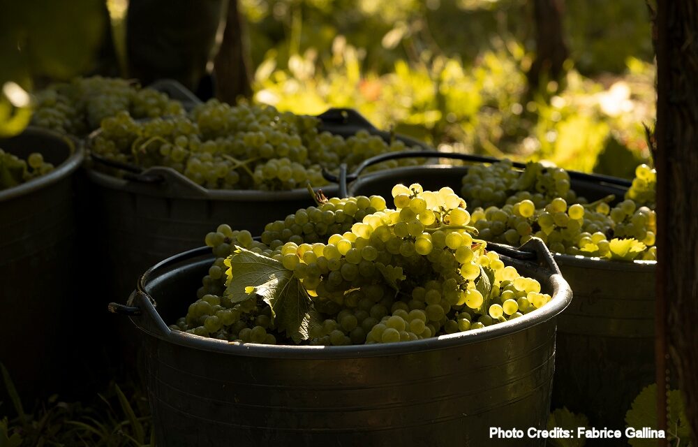 Si vendemmia: tra i filari per imparare i segreti del vino