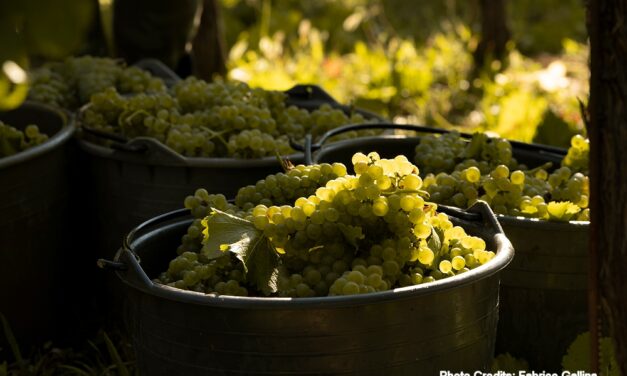 Si vendemmia: tra i filari per imparare i segreti del vino