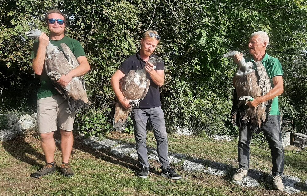 TRE GRIFONI HANNO SPICCATO DI NUOVO IL VOLO: LIBERATI ALLA RISERVA DI CORNINO UN “VETERANO” DI 30 ANNI, UN ADULTO DI PROVENIENZA IGNOTA E UN ESEMPLARE GIOVANE INANELLATO IN ISRAELE