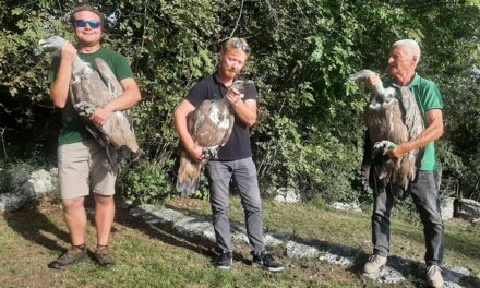 TRE GRIFONI HANNO SPICCATO DI NUOVO IL VOLO: LIBERATI ALLA RISERVA DI CORNINO UN “VETERANO” DI 30 ANNI, UN ADULTO DI PROVENIENZA IGNOTA E UN ESEMPLARE GIOVANE INANELLATO IN ISRAELE