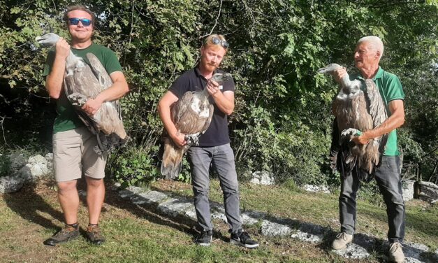 TRE GRIFONI HANNO SPICCATO DI NUOVO IL VOLO: LIBERATI ALLA RISERVA DI CORNINO UN “VETERANO” DI 30 ANNI, UN ADULTO DI PROVENIENZA IGNOTA E UN ESEMPLARE GIOVANE INANELLATO IN ISRAELE