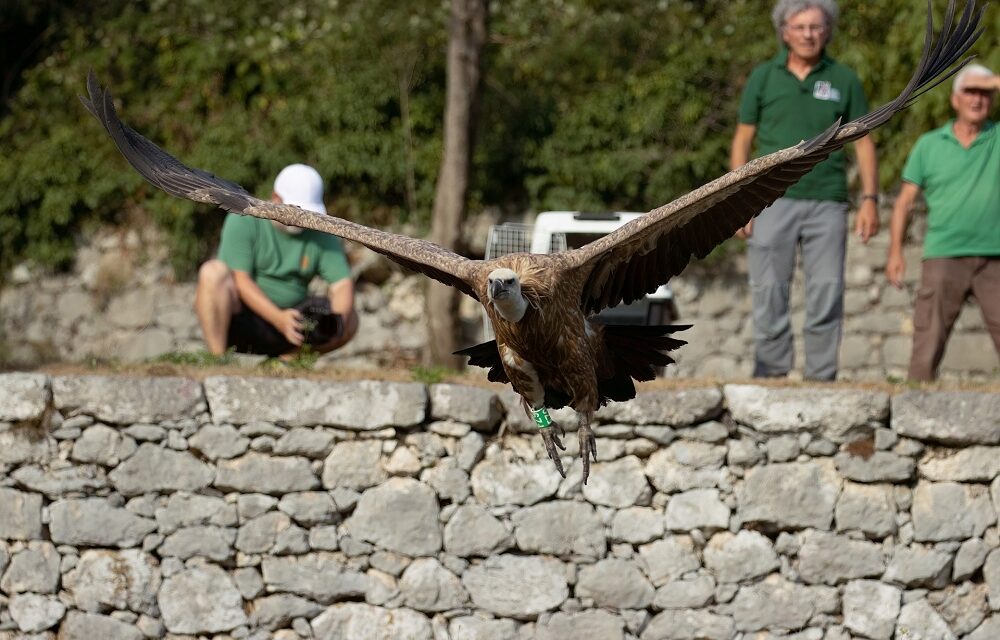 I GRIFONI TORNANO LIBERI: DOMENICA 7 SETTEMBRE, ALLA RISERVA DI CORNINO, L’EMOZIONANTE SPETTACOLO DELLA REINTRODUZIONE IN NATURA DI ALCUNI ESEMPLARI DI AVVOLTOIO E DI ALTRI RAPACI