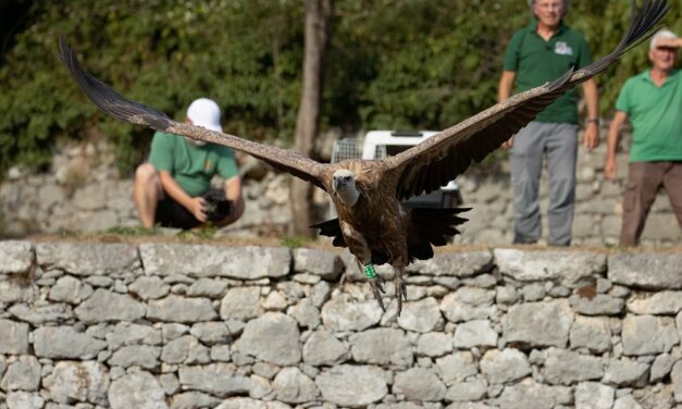 I GRIFONI TORNANO LIBERI: DOMENICA 7 SETTEMBRE, ALLA RISERVA DI CORNINO, L’EMOZIONANTE SPETTACOLO DELLA REINTRODUZIONE IN NATURA DI ALCUNI ESEMPLARI DI AVVOLTOIO E DI ALTRI RAPACI