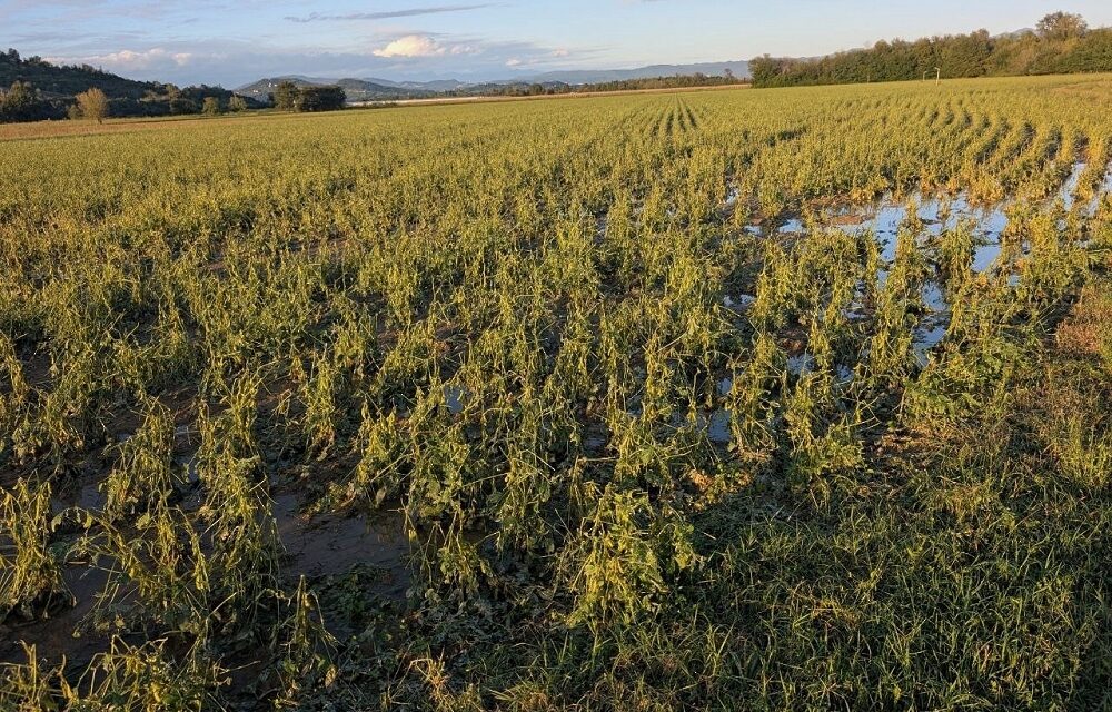 Confagricoltura Fvg: gravi danni per il maltempo alle colture di Medea e dintorni