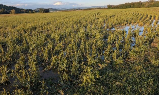 Confagricoltura Fvg: gravi danni per il maltempo alle colture di Medea e dintorni