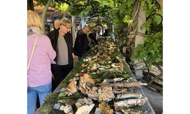 Al via la tradizionale Mostra dei funghi all’Hotel Sabotin a Solkan