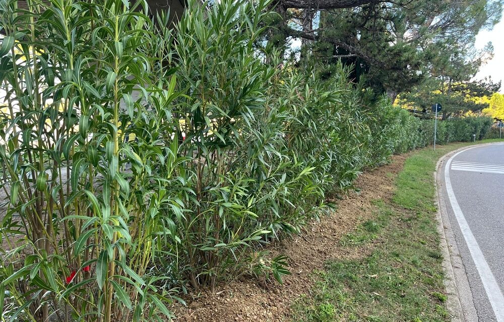 Piantati 40 nuovi oleandri all’ingresso di Muggia