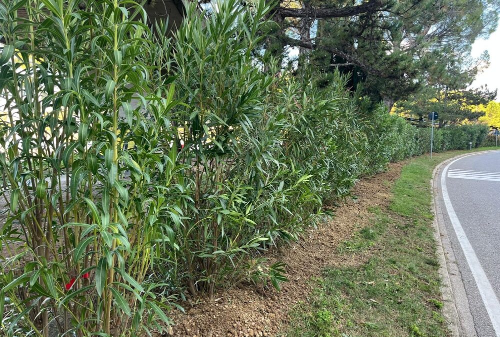 Piantati 40 nuovi oleandri all’ingresso di Muggia