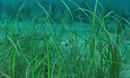 OGS-UNITS-WWF AMP: l’Adriatico perde le sue praterie marine: il riscaldamento del mare tra le cause principali