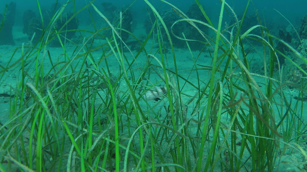 OGS-UNITS-WWF AMP: l’Adriatico perde le sue praterie marine: il riscaldamento del mare tra le cause principali