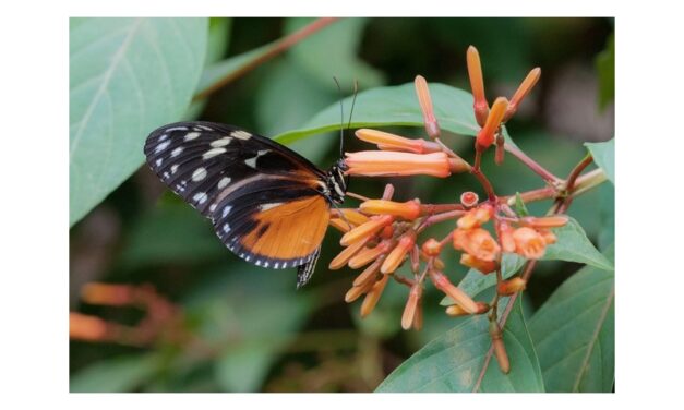 POLLINATION RADDOPPIA: LA CASA DELLE FARFALLE AMPLIA IL PROGETTO DEDICATO A BIODIVERSITÀ E INCLUSIONE