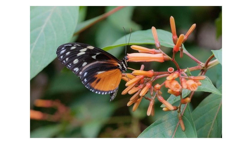 POLLINATION RADDOPPIA: LA CASA DELLE FARFALLE AMPLIA IL PROGETTO DEDICATO A BIODIVERSITÀ E INCLUSIONE