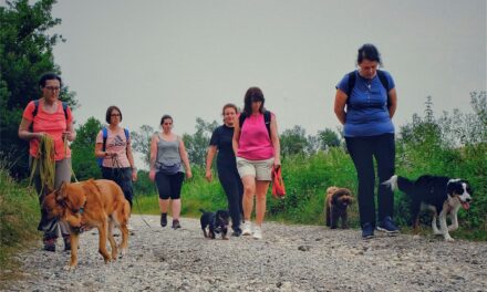 Conto alla rovescia per Woofstock: Fagagna si prepara al primo festival cino-musicale del Friuli