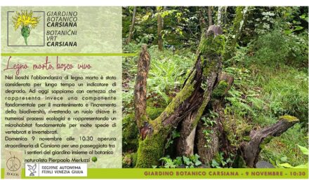 Legno morto, bosco vivo al Giardino botanico Carsiana