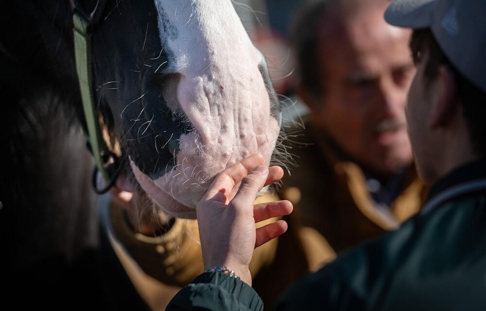 A FIERACAVALLI IL CAVALLO DIVENTA PROTAGONISTA DICRESCITA, INCLUSIONE E RINASCITA