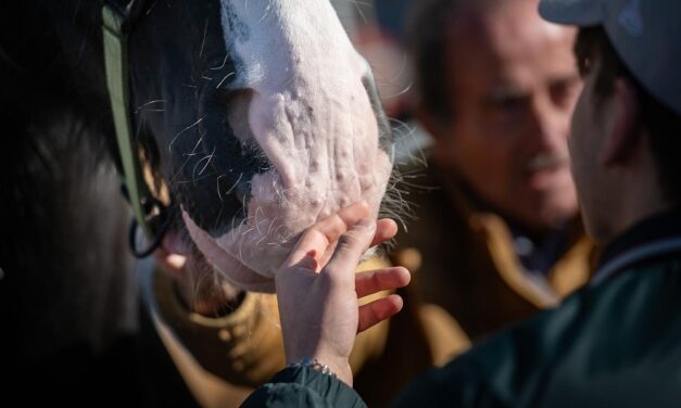 A FIERACAVALLI IL CAVALLO DIVENTA PROTAGONISTA DICRESCITA, INCLUSIONE E RINASCITA