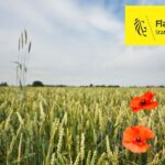 Flanders Fields: dove la storia respira ancora tra i papaveri