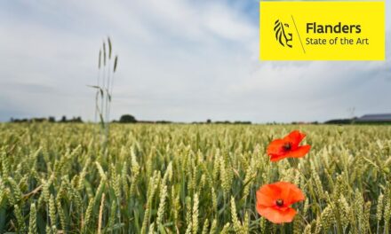 Flanders Fields: dove la storia respira ancora tra i papaveri