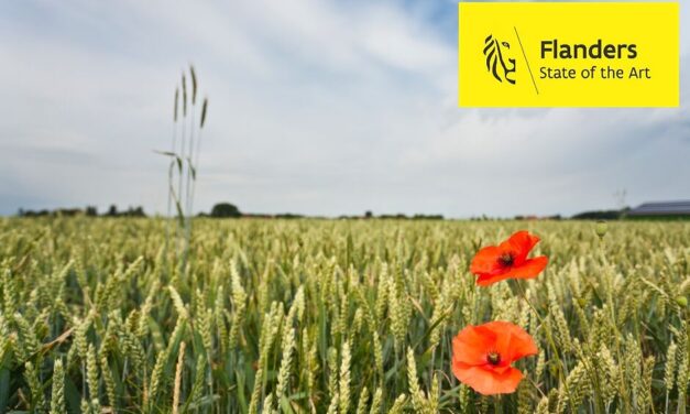 Flanders Fields: dove la storia respira ancora tra i papaveri