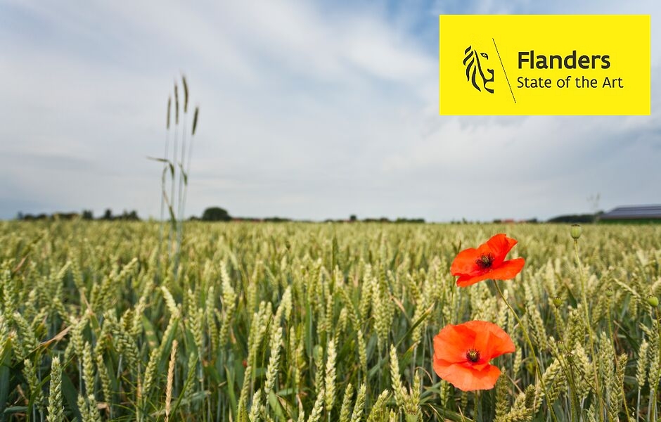 Flanders Fields: dove la storia respira ancora tra i papaveri NordestNews