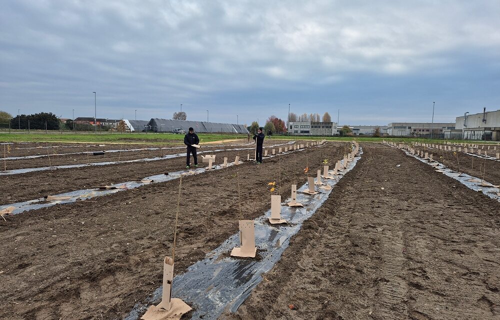 FRIGOVENETA PIANTA IL SUO BOSCO: NASCE FRIGOBOSCO, IL PROGETTO ESG CHE PORTA LA NATURA NELL’INDUSTRIA