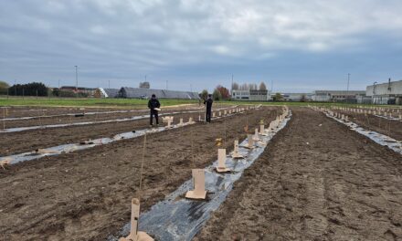 FRIGOVENETA PIANTA IL SUO BOSCO: NASCE FRIGOBOSCO, IL PROGETTO ESG CHE PORTA LA NATURA NELL’INDUSTRIA