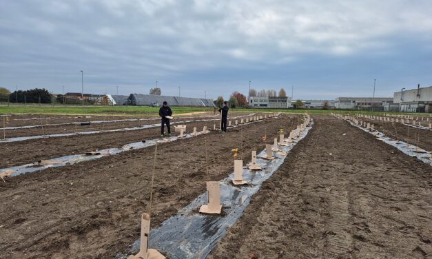 FRIGOVENETA PIANTA IL SUO BOSCO: NASCE FRIGOBOSCO, IL PROGETTO ESG CHE PORTA LA NATURA NELL’INDUSTRIA
