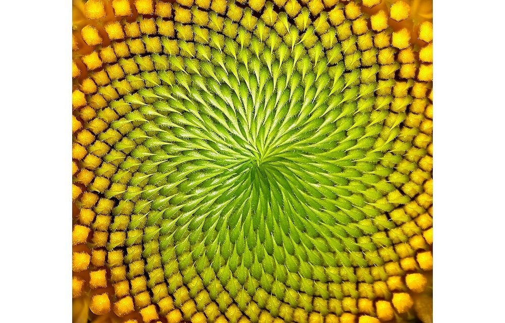 Caccia a Fibonacci all’Immaginario Scientifico di Pordenone