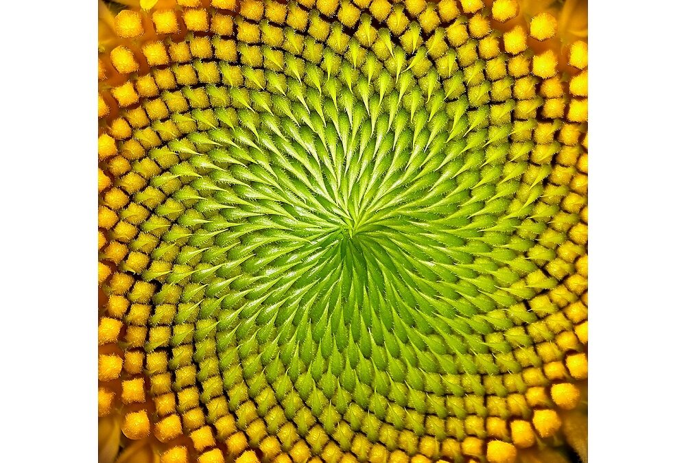 Caccia a Fibonacci all’Immaginario Scientifico di Pordenone